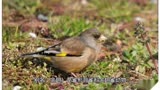 金翅雀（拉丁学名：Carduelis sinica，别名：金翅）