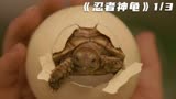 几十米高的乌龟竟是一只忍者神龟《忍者神龟》