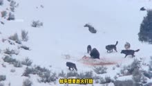 棕熊单枪匹马大战狼群，只为守住自己的食物，最后狼群无奈放弃