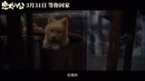 电影《忠犬八公》全新预告曝光 “八筒相伴”延续温暖感动 
