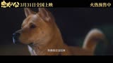 冯小刚+陈冲！中国版《忠犬八公》终极预告，定档3月31日