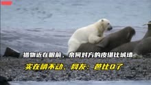 饥饿的北极熊偶遇海象群，一顿操作猛如虎，可对方却毫发无伤