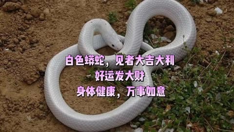 阜阳白蟒图片