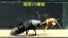 虫界大战：魔鬼隐翅虫VS蠼螋，究竟谁能胜出？#神奇动物