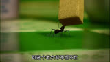 好高骛远的蚂蚁，居然准备把一整根香蕉搬回家#昆虫总动员