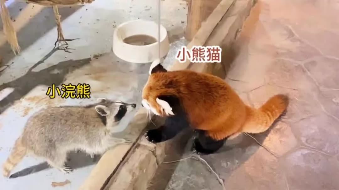 小熊猫 小熊猫| OSAKA TENNOJI ZOO, the local incorporated