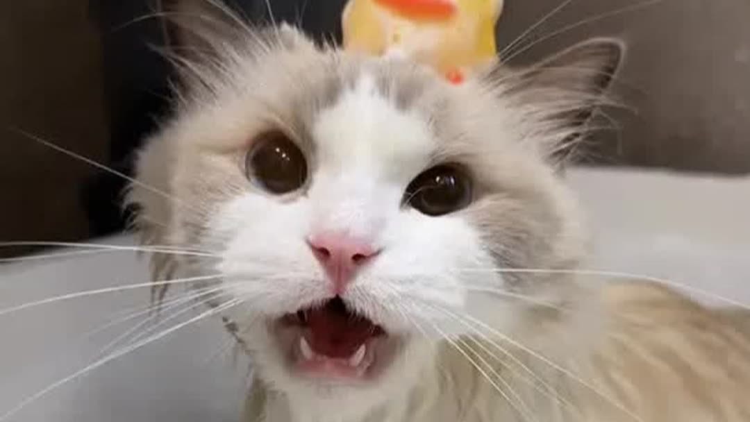 *‎ฅ猫又*ฅ pv_1348139980071100_d_601_1080