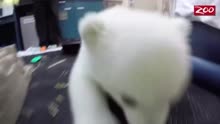 超级可爱的小白熊