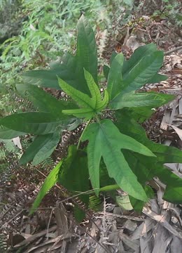 五指毛桃十分珍貴,今年挖了明年在同一個地方還會長,你那裡有嗎