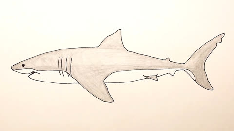 几分钟教孩子画一只大鲨鱼,简单易学的手绘视频教程