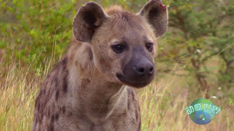 非洲生存日记 第四集 与鬣狗共舞(中)