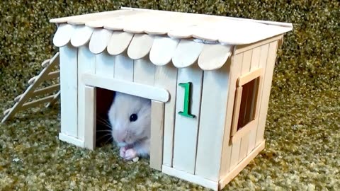 自制仓鼠房子图片
