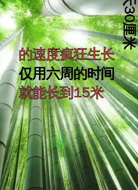 你知道竹子定律吗
