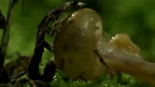 蜗牛被萤火虫吃掉，镜头拍下全过程，网友：这不是我认识的萤火虫