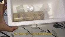 小伙开箱非洲大魔花螳螂，世界稀有螳螂品种之一，看看是什么