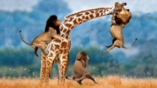 动物世界：硬核！长颈鹿遭群狮围攻，蓄力4小时，将狮子踢成残废