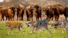 狼和美洲野牛—野牛无情的母亲遗弃她的小腿进入狼群