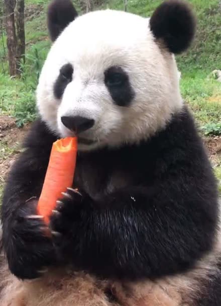 你们喜欢看大熊猫吃胡萝卜的样子吗?天然萌!