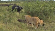 公牛看见狮子猎杀母牛很生气，带领牛群夺回母牛
