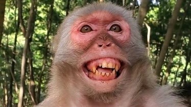 猴子你笑起来真好看