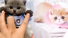 有趣可爱猫咪搞笑合集Funny Animals Videos - Baby Cats - Cute and Funny Cat Videos Compilati