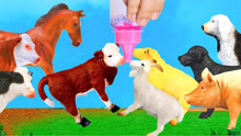 喂养牛马羊等动物，和小朋友玩数字游戏，趣味识动物