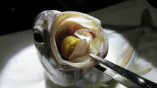 鱼嘴里发现“异形”，吃掉鱼舌头后，在鱼嘴里安家！