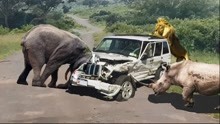 十大攻击-野生动物攻击车-大象真的排名第一啊！