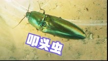 叩头虫别称：磕头虫，属于节肢动物门昆虫纲