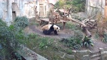 2019年12月28日四川成都，成都大熊猫繁育研究基地视频第三段。