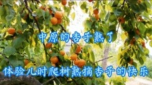 家乡中原的杏子熟了，满树金黄味道浓郁，丝毫不输新疆的品质