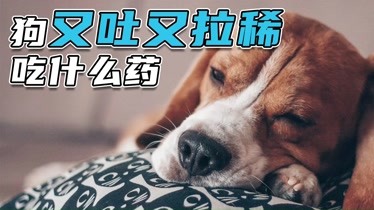 狗又吐又拉稀吃什麼藥