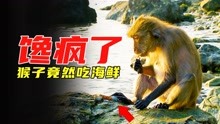 猴子馋疯了，竟然天天吃海鲜，堪称“美食版”搞笑动物纪录片