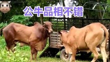 公牛品相不错，农户连拉4头母牛相亲，牛主想不发财都难！