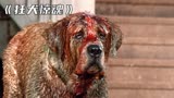 小狗被蝙蝠咬鼻子，不小心感染了狂犬病毒，惊悚电影《狂犬惊魂》