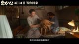 是一只可爱的中华田园犬，感动全球数亿人《忠犬八公》
