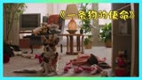 《一条狗的使命》——狗的一生很短暂，一半在等你，一半在陪你！