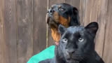 被狗狗带大的黑豹#罗威纳 #黑豹 #动物世界 