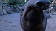 《艾斯奥特曼》第29集|动物园里可爱的貘 