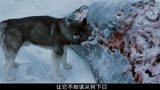 真实故事改编：八只狗被弃南极独自生存175天，电影《南极大冒险》