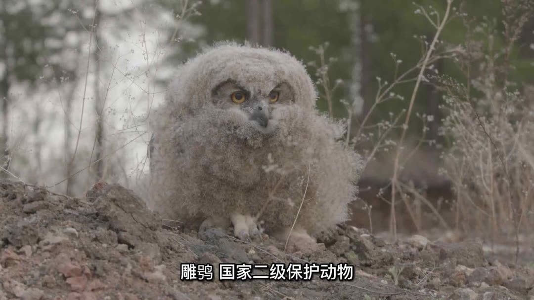 Watch the latest 男人好难，男猫头鹰更难！！！ (2024) online