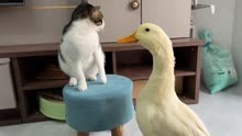 小猫偷小鸭被鸭妈妈发现了，猫抱紧小鸭睡觉搞笑又可爱的宠物视频