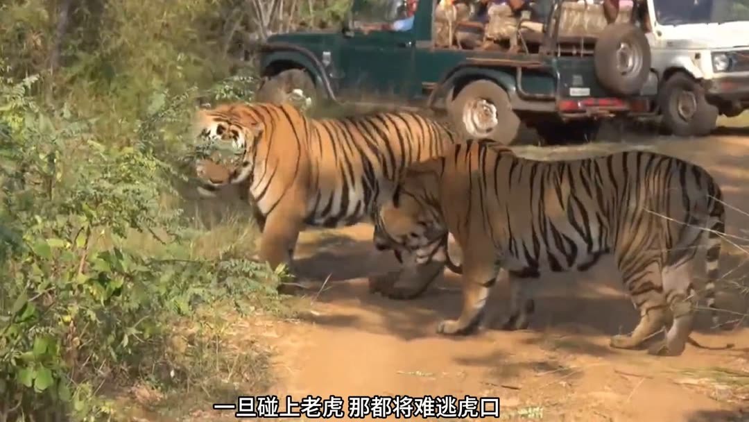 Watch the latest 司机被大群老虎包围，淡定打开车门，只靠一个
