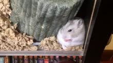 Cute Hamster Gets St