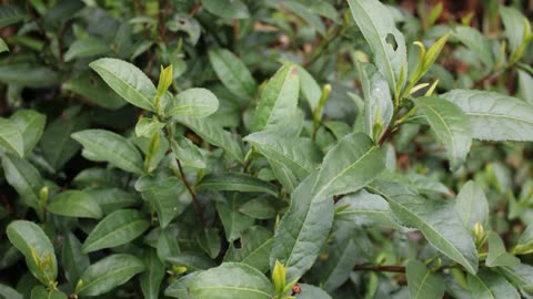 農村小夥去山上摘野生茶葉,這種茶葉在城市卻找不到,你喝過嗎?