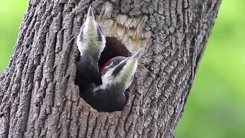 树洞里的小鸟图片