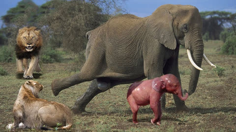 大象踩死刚出生的小象图片