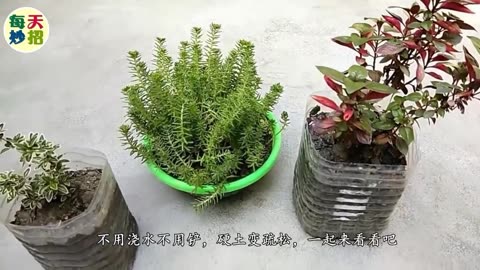 花盆裡的土壤板結怎麼辦,不要澆水不要鏟,以下才是正確的做法