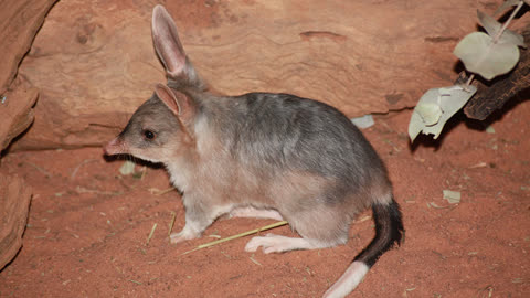 澳巨兔袋狸图片