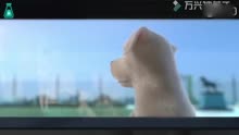 暖心短片《Pip》，讲述了总是差一截的小狗如何成为优秀导盲犬